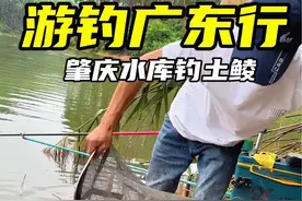 游钓广东之肇庆市水库钓土鲮#土鲮 #原来钓鱼才是抖音运动顶流 #用钓鱼开启五一假期 #锋久土鲮饵料 #钓鱼视频封面
