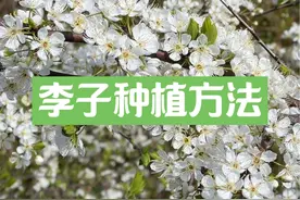从开花到李干，李子的种植方法全过程 #抖音商城 #新农人计划2024