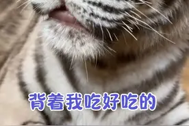 今天吃点不一样的 #白虎 #宫百万 #小老虎有什么坏心思呢视频封面