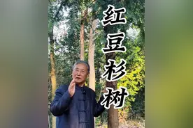 红豆杉：尊嘟假嘟！伤害它要牢底坐穿？！#红豆杉#大自然的馈赠 #我的乡村生活 #植物科普 #识百草视频封面
