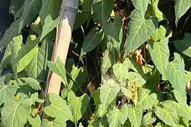 何首乌，夜交藤 何首乌的地上部分叫夜交藤，睡方面的烦恼多了解一下夜交藤，地下块茎叫何首乌，头上小草过早的变了颜色多了解一下何首乌#何首乌#夜交藤@农村李姐