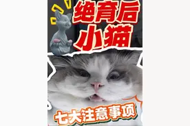 小猫绝育后，七大注意事项#新手养猫 #养猫人 #养猫新手