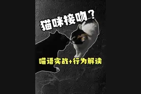 猫咪接吻？喵语实战加行为解读来啦！#猫语十级 #猫行为学视频封面
