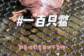 鱼缸里养一百只鳖是什么体验 挑战鱼缸养一百只鳖、养大#养鱼日记 #养龟日常 #水族 #龟龟🐢 #鱼缸里的大自然