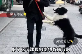 第四集 随行到底怎么训练？ 一根P绳定乾坤，前提是6个月以下奥，狗狗一定要从小训练，不然等大了，你根本吼不住呀！#训犬 #边牧 #狗是狗边牧是边牧 #萌宠 #养狗经验分享视频封面