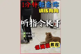 原来这才是教狗按指令爬下的正确训练流程！ 1分钟保姆级教程教你如何训练狗狗听指令趴下！超详细！#训犬教程 #科学养宠攻略 #狗狗 #幼犬训练教程  #狗子技能