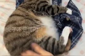 搓能转化为蹬能#狸花猫 #虎子不是闹闹 #发条猫 #一种很新的撸猫手法 #撸猫第一视角视频封面