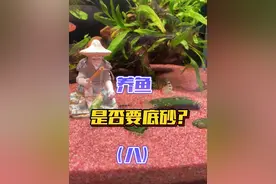 养鱼心法【第八节】养鱼是否需要铺底砂？铺什底砂，养水草是否需要水草泥？#新手养鱼 #鱼缸底砂 #溪流沙底沙