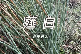 薤白 它像野葱却不是野葱，它是菜中灵芝薤白#内容启发搜索