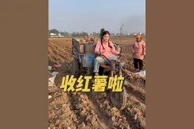 四季轮回，忙了一季的红薯终于要丰收了。接下来的日子俺家就开始打红薯粉了。#记录我的农村生活视频封面