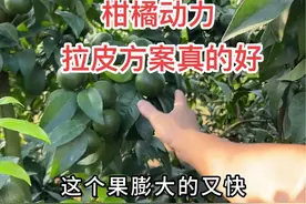果想要品质好，个头与皮张是关键！粗皮如果让你烦恼？个头和果型如何去改善？视频封面