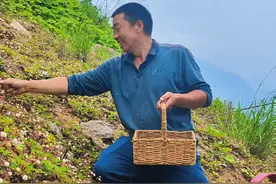 山间野草莓又成熟啦，欢迎来做客采摘品尝 山间野草莓又成熟啦，欢迎来做客采摘品尝#秦巴阿松