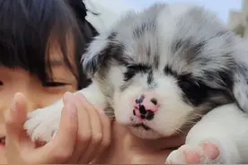 #狗狗 #边牧  #德牧  爸爸叫它小特，大名是布拉德皮特。。  我说那阿奇大名呢？ 他说：尼古拉斯凯奇。。。视频封面