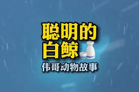 爱吓唬小孩的白鲸真的有那么聪明吗？#人与动物和谐共处 #治愈系 #万物皆有灵性