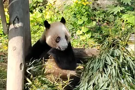 自驾游（二十九）重庆动物园 磁器口古镇 ##熊猫 #大熊猫