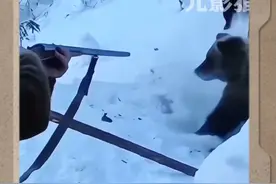 猎人掏熊窝，一掏一个准