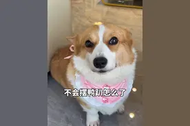 不会板鸭趴怎么了！ #宠萌 #柯基 #萌宠出道计划 #抖in萌宠计划 #萌宠日常记录