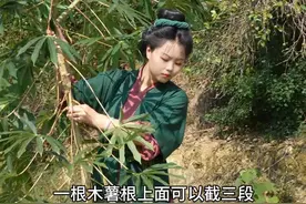 木薯丰收的季节，煮成糖水，磨成粉变各种美食，在种田文里发家的机会又来啦😊#种田文 #乡村生活家