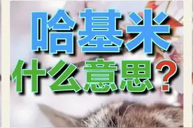 别再叫小猫哈基米了 哈基米究竟是什么意思？ #猫咪 #萌宠