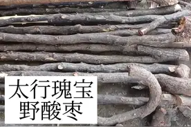 #制作过程 #手杖 #拐杖 #手工 #文玩  太行瑰宝，野酸枣！ 天生地长，日月精华 风雨甘露，藏于一身 