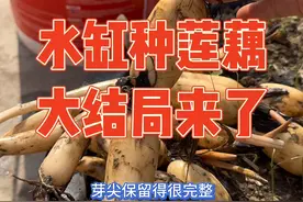 第一次水缸种莲藕，本以为能种得又大又高产惊艳所有人，结果只感动了自己。女主想在缸里种菜莲藕，为小院增加一道靓丽的风景线，最后惊艳所有人，结果种植时间不对，虽高产却长得有点小，老公直呼品种太好不舍得吃掉又埋下明年再战#莲藕 #莲藕种植 #强迫症治愈系 #种植小技巧 #我的小菜园视频封面