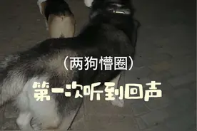 小狗今夜恐怕要失眠了，远方怎么还有个爸爸妈妈？！ #万物可爱计划 #可爱在我家 #哈士奇 #柯基 #狗狗听到回声懵圈了视频封面