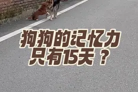 在农村根本没有流浪狗！ 它们其实都是在走亲戚，回家，或者接主人上下班的路上！#中华田园犬 #祖宗严选 #狗狗走亲戚 #土狗咋了 #农村生活