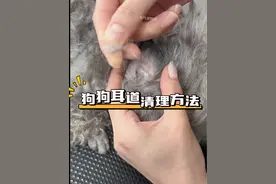 狗狗耳毛怎么拔？ 拔耳毛一定要先撒上耳毛粉，这样才能拔下来（狗狗不会痛）。有耳毛的狗狗（泰迪、比熊、雪纳瑞、巨贵、约克夏）…先拔耳毛再洗耳朵；没有耳毛的狗狗（柯基、博美、金毛…）直接洗耳朵，用不着耳毛粉。每次洗澡前进行#狗狗 #新手养宠 #狗狗耳道清理 #抖音萌宠 #萌宠好物