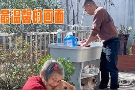 一只带给人间温暖的狗狗 #你家宠物那些趣事#不养狗不知道养狗的乐趣 #萌宠日常记录 #养狗的人才懂这一刻的含金量 #万物可爱计划视频封面