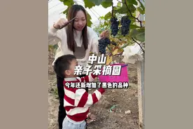 中山这个大型亲子采摘园终于开园啦，有葡萄、草莓、圣女果等水果采摘，周末带上小朋友一起过来体验采摘的乐趣吧！#亲子游玩好去处 #附近果园采摘#摘葡萄#中山游玩攻略 #游玩中山