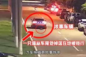 汽车拖猫意外事件中，三人因造谣网暴他人被行政拘留十日视频封面