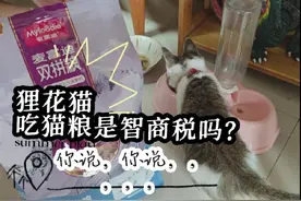 农村的猫都是吃剩饭，城里猫吃高价猫粮，这是智商税吗？