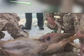 武警甘肃总队甘南支队官兵成功救治一只白臀鹿(甘南：王涛  张维  许岩)视频封面