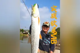 软尾vib实战！ vib大战鳡鱼~#蓝旗鱼路亚 #路亚钓鱼视频封面