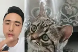 #鉴定猫咪 狸花猫作为一个具体的品种，是有自己的品种特征的。#猫咪鉴定 #狸花猫 #猫咪 #美短 @抖音短视频