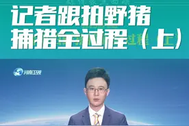 媒体聚焦西峡 “猎猪记”记者跟拍野猪捕猎全过程（上）#野猪 #捕猎 #西峡