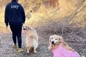 带狗子挖婆婆丁#萌宠日常记录视频封面