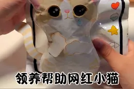 领养帮助网红小猫，他们怎么忍心去伤害这些可爱的小生命呢？#手工 #学生党 #安静书 #萌宠#猫咪