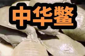 你真的了解中华鳖吗？感谢@钝角 @阿文Reptile🦎 为本条视频提供重要的影像素材#中华鳖 #神奇动物在抖音 #保护本土物种 #养龟日常 #萌宠 @DOU+小助手视频封面