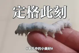 春蚕到死丝方尽，破茧而出又新生 #科普蚕从吐丝到结茧全过程