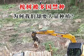 为何我们要大量种植桉树吗？#桉树种植 #桉树高产视频封面