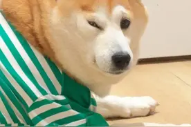 我和十月默契的互动方式 #柴犬 #柴犬金十月