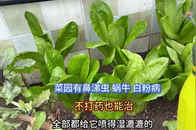 菜园有鼻涕虫 蜗牛 蚜虫 白粉病 不用农药也可以搞定视频封面