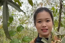 五指毛桃 又称五指牛奶，我们去山里挖山货的时候，一定要注意断肠草，有它生长的地方，方圆十米的植物都最好不要乱动哦#你的家乡有这种植物吗 #大自然的馈赠 #五指毛桃 #断肠草 #乡村守护人