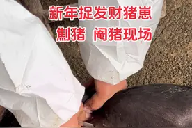 在养猪过程中，阉割是一项常见且重要的操作。那么，为什么要对猪进行阉割呢？ 1、阉割后的猪性情会变得温顺，减少争斗和攻击行为。这样有助于猪群的管理，降低猪只之间因为互相打斗而造成的伤害，创造一个相对和谐稳定的生长环境。 2、阉割能够提高猪肉的品质。未阉割的猪在生长后期会分泌较多的雄性激素，这可能导致猪肉产生异味，影响口感和品质。而阉割后的猪，其体内激素水平相对稳定，肉质更加鲜嫩、美味，更受消费者的喜爱。#劁猪 #阉猪 #捉猪崽 #为什么要劁猪 #为什么对公猪阉割