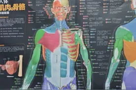 人体肌肉结构解剖图。 全身肌肉位置，还标注了肌肉的起止点。