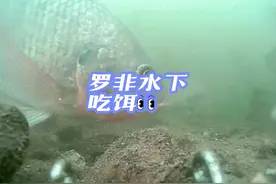 高清大罗非水下吃饵，罗非鱼雌雄分辨，罗非公母繁殖方式#罗非鱼