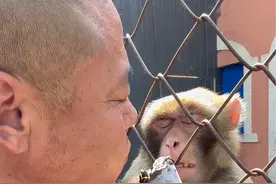 有时候吃东西不吧嗒嘴也是一种善良 #猴子 #动物园猴子 #这操作都看傻了视频封面