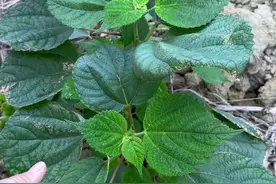 苎麻也叫天青地白草#dou来广东百千万视频封面