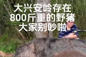 中国东北南部的乌苏里野猪是世界上最大的野猪，可以长到800斤#大兴安岭#鄂伦春#乡村守护人 #冷知识